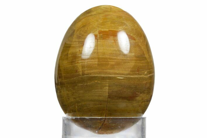 Colorful Chinchilla Petrified Wood (Conifer) Egg - Australia #356267